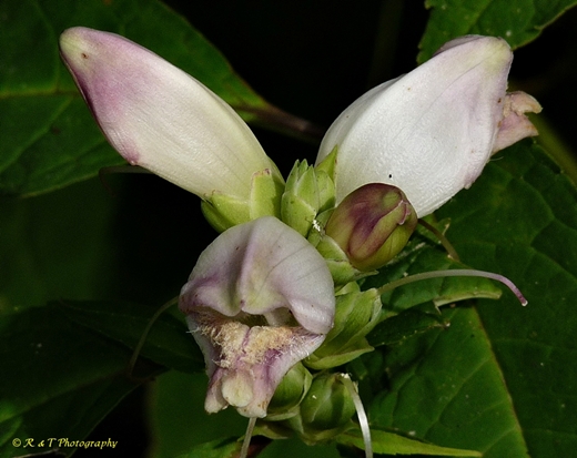 {Chelone glabra}